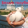 Белые голуби на Ольгинской набережной